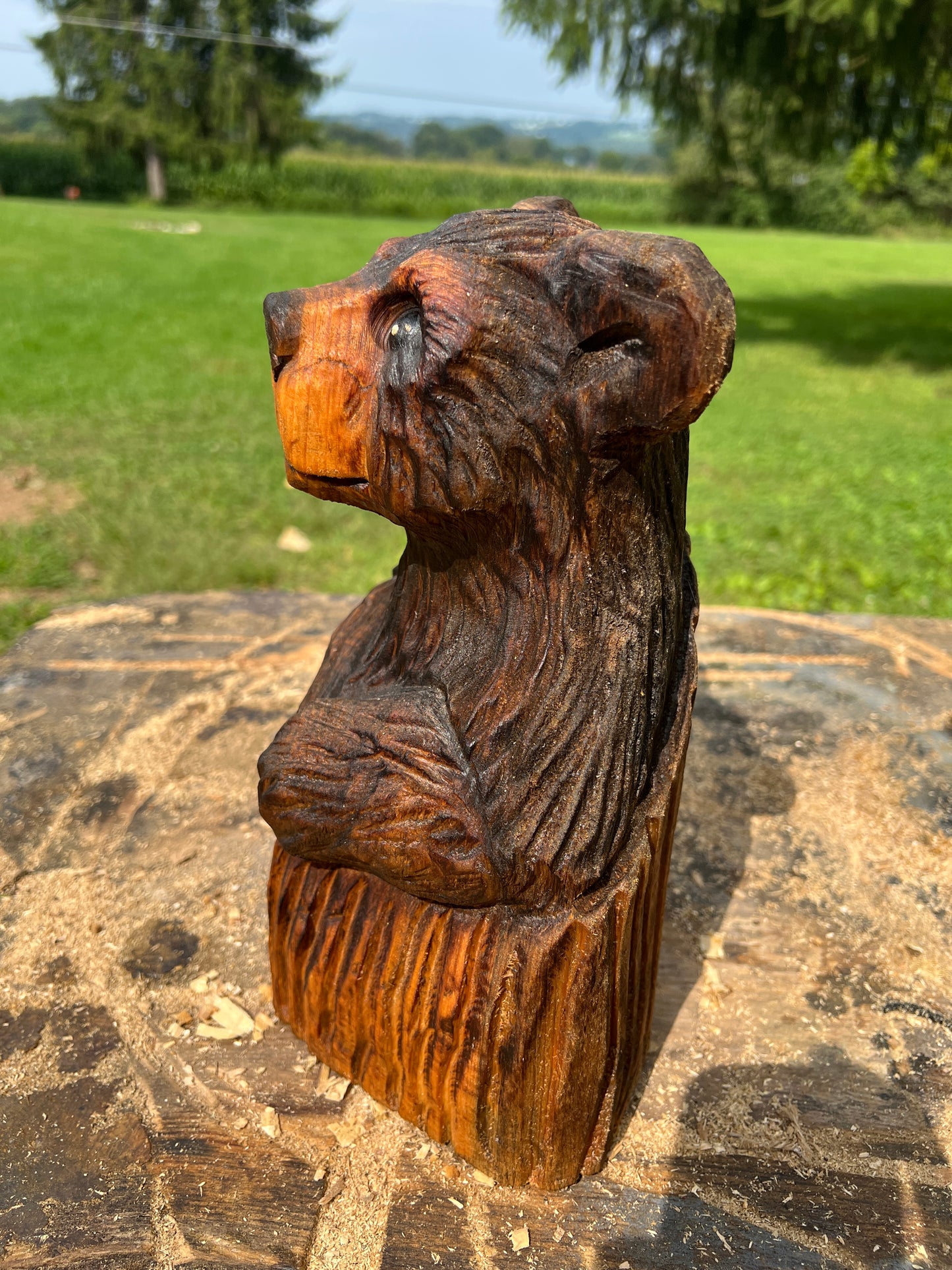 Cub Bear in Log 3