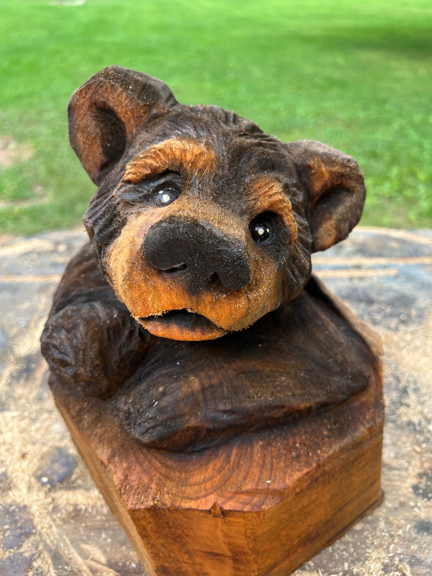 Cub Bear in Log 1