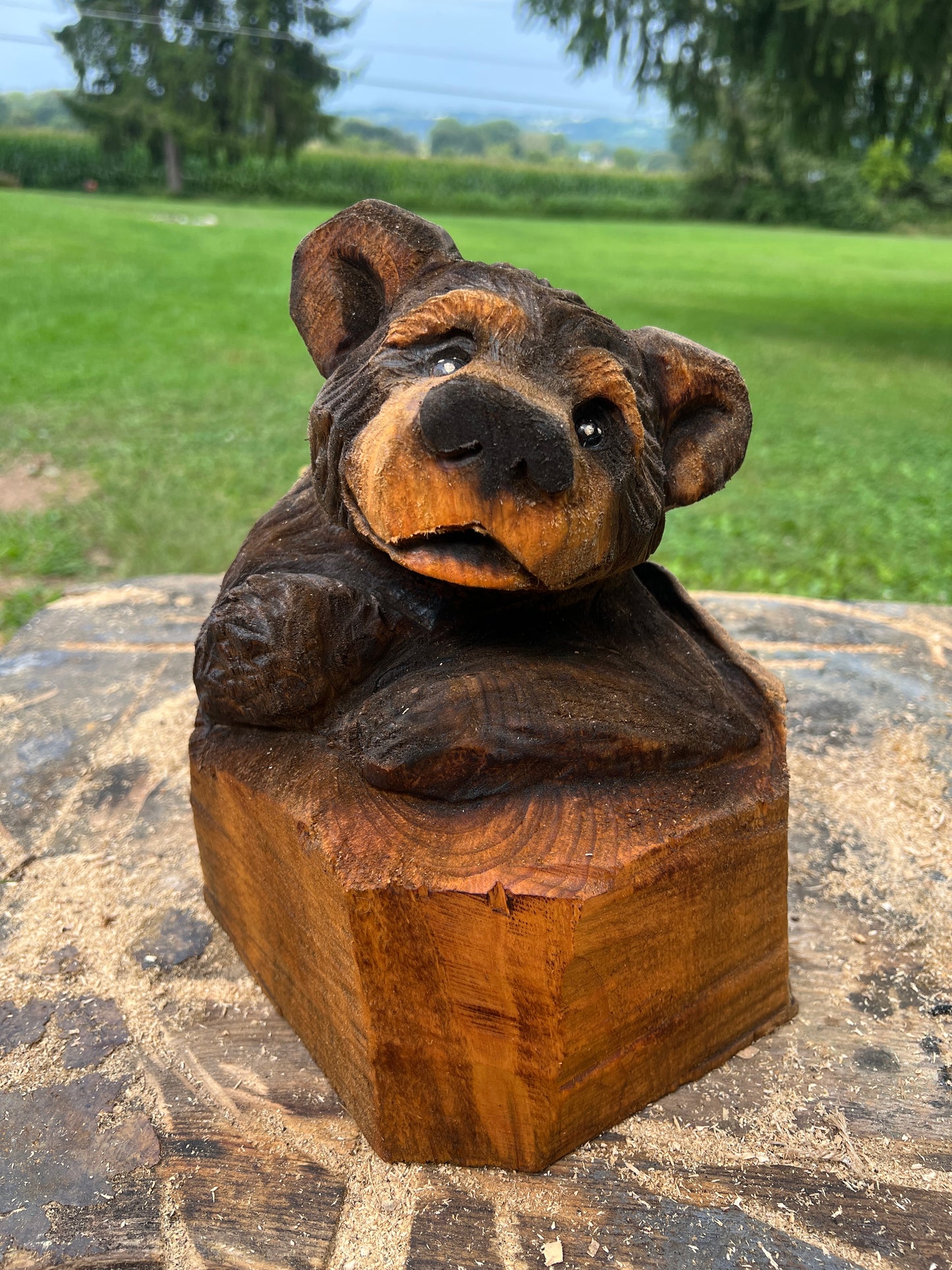 Cub Bear in Log 1