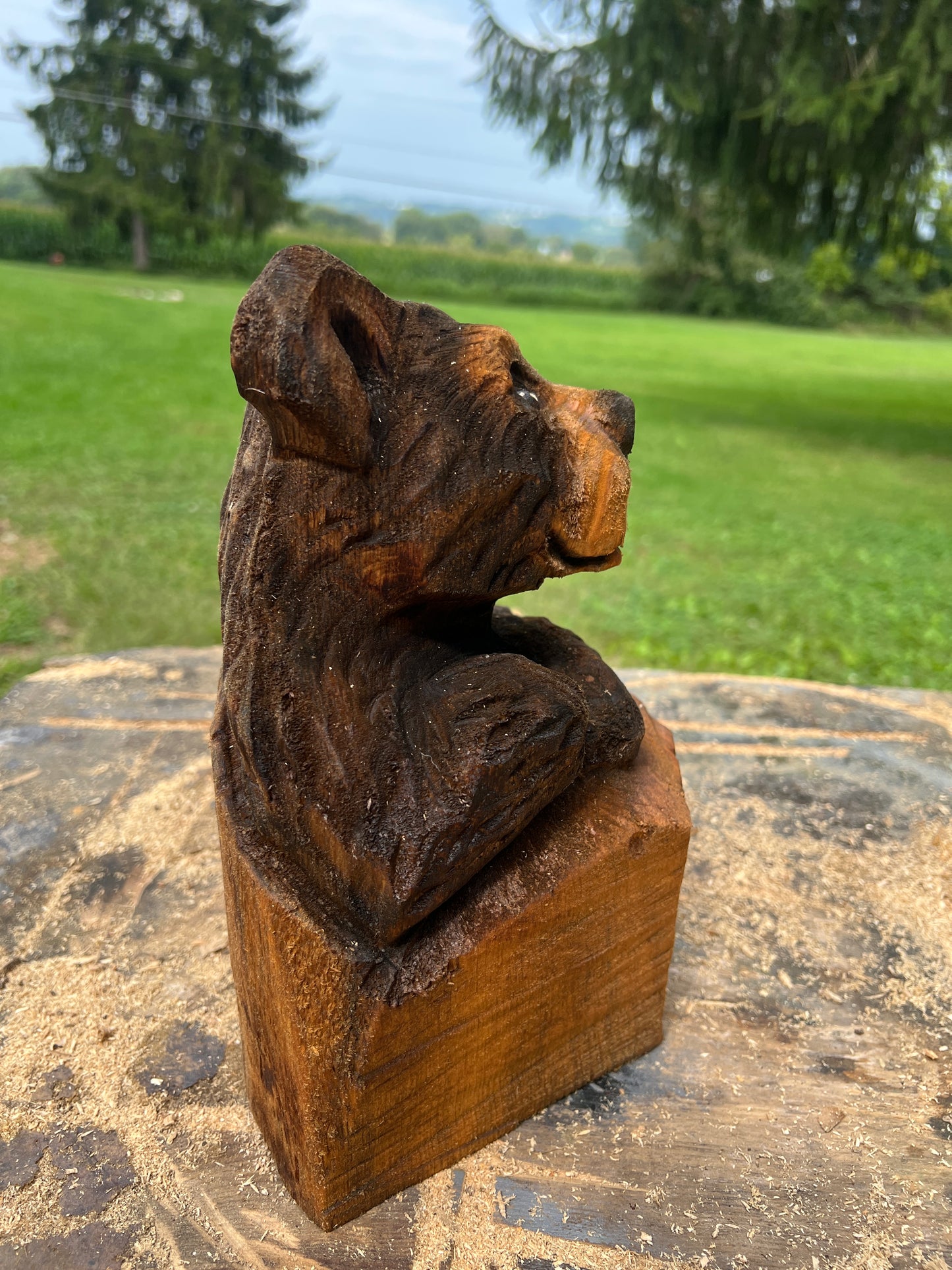 Cub Bear in Log 1