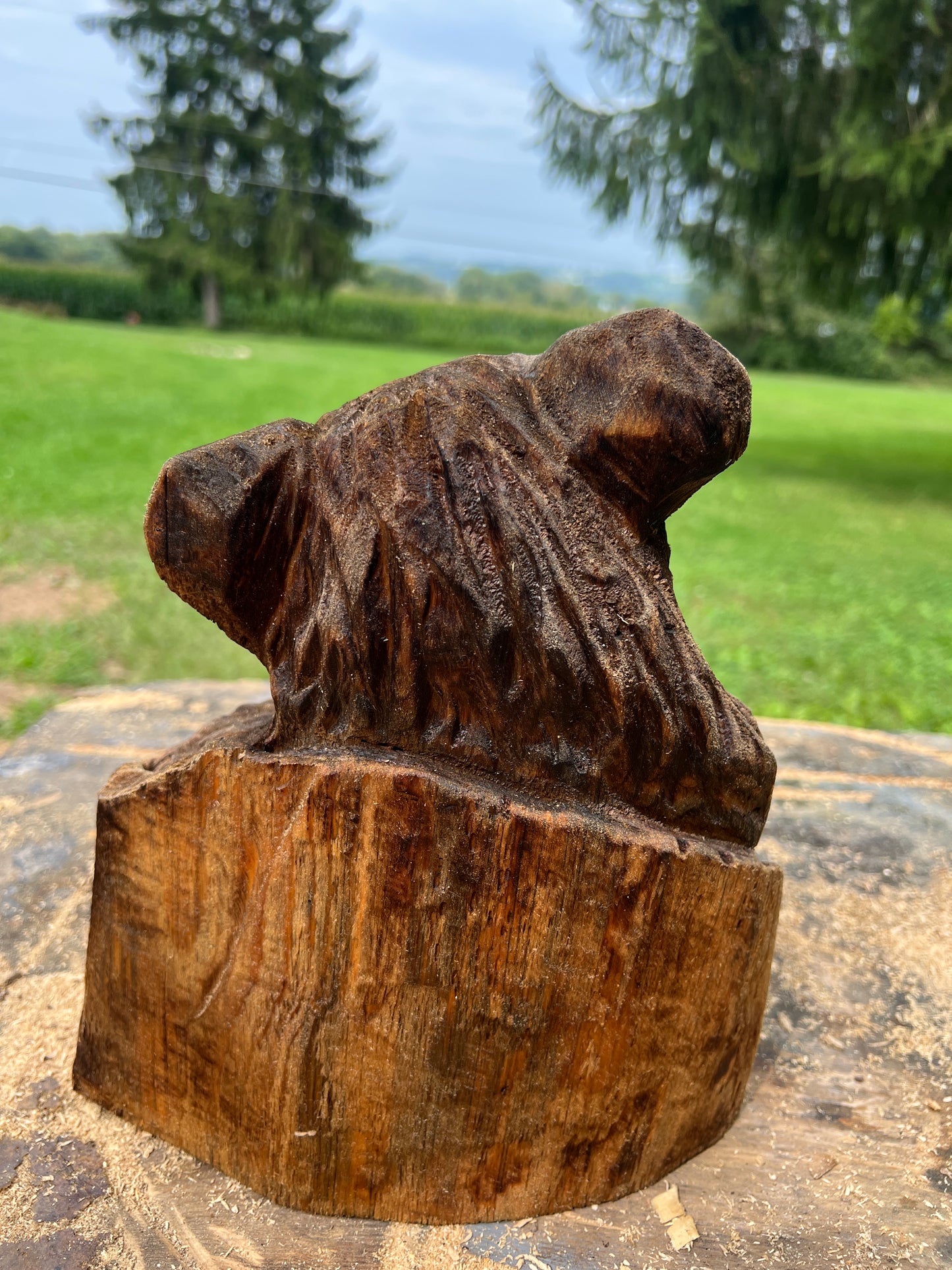 Cub Bear in Log 1