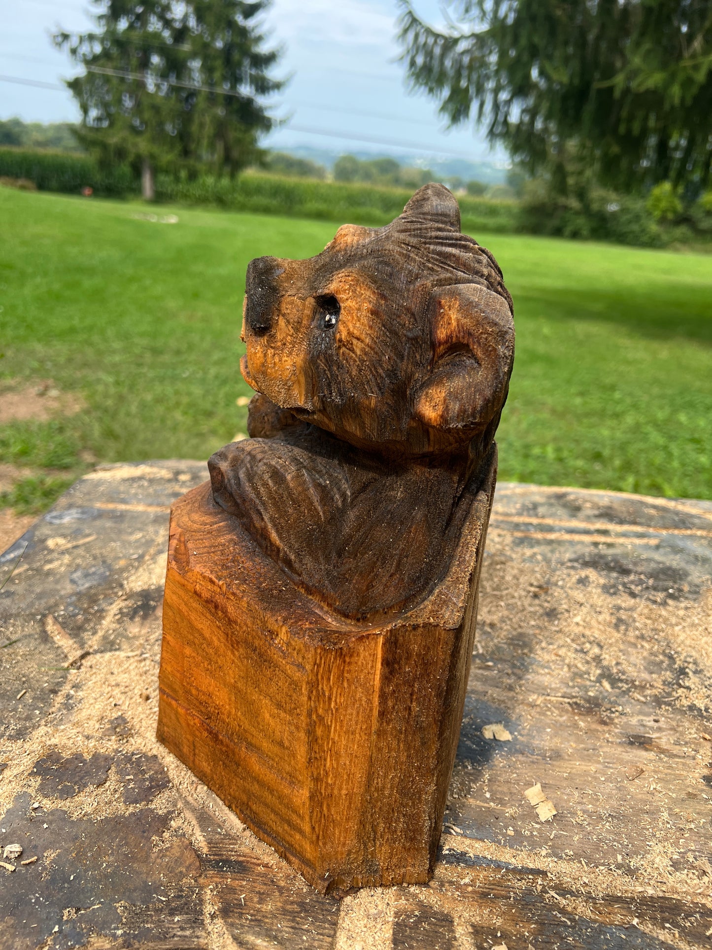 Cub Bear in Log 1