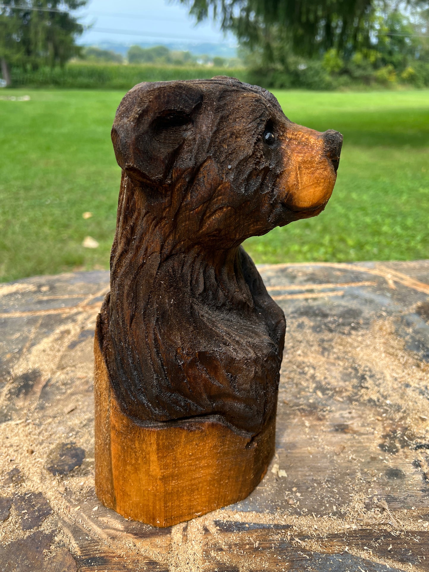 Cub Bear in Log 2