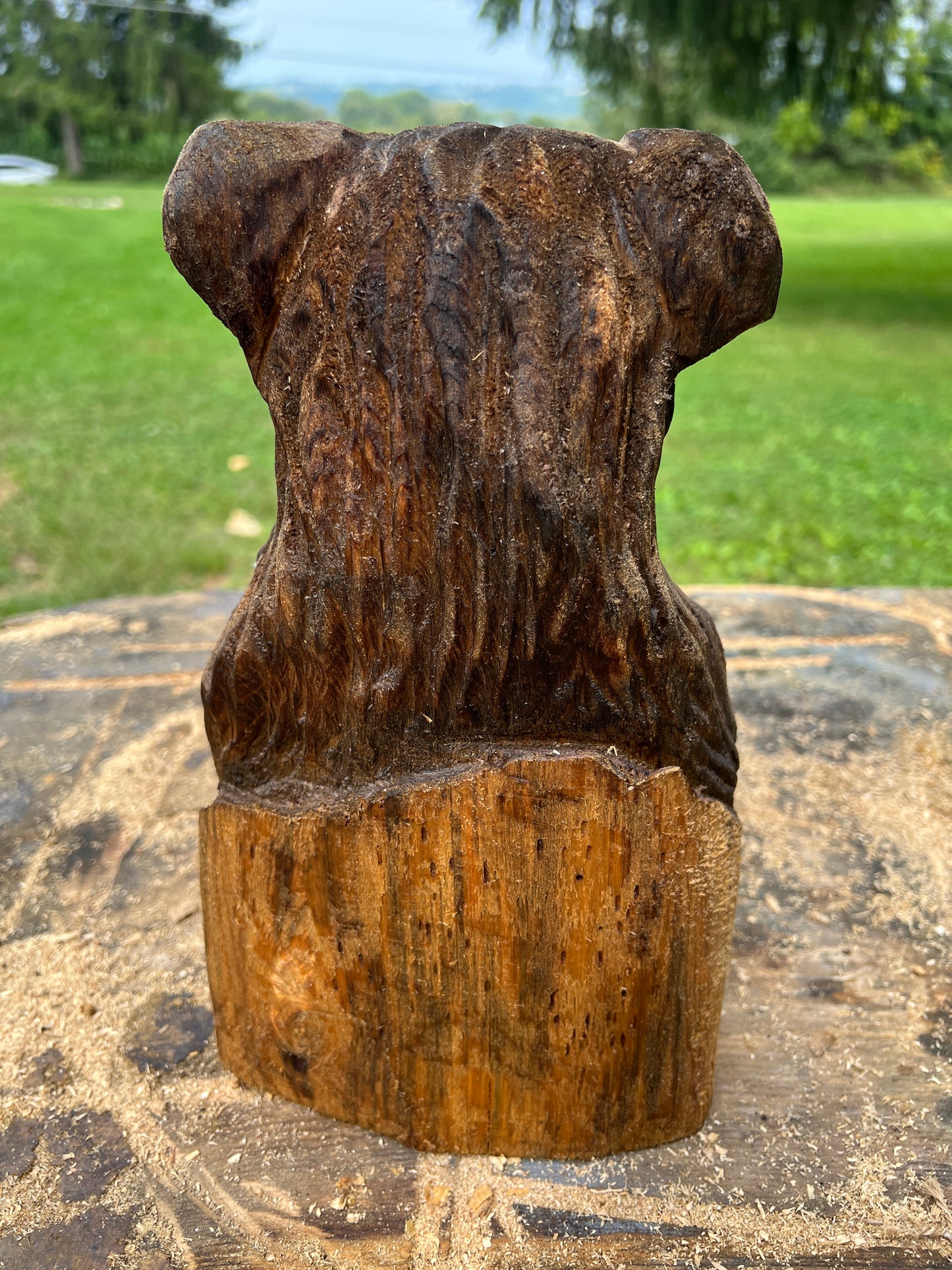Cub Bear in Log 2