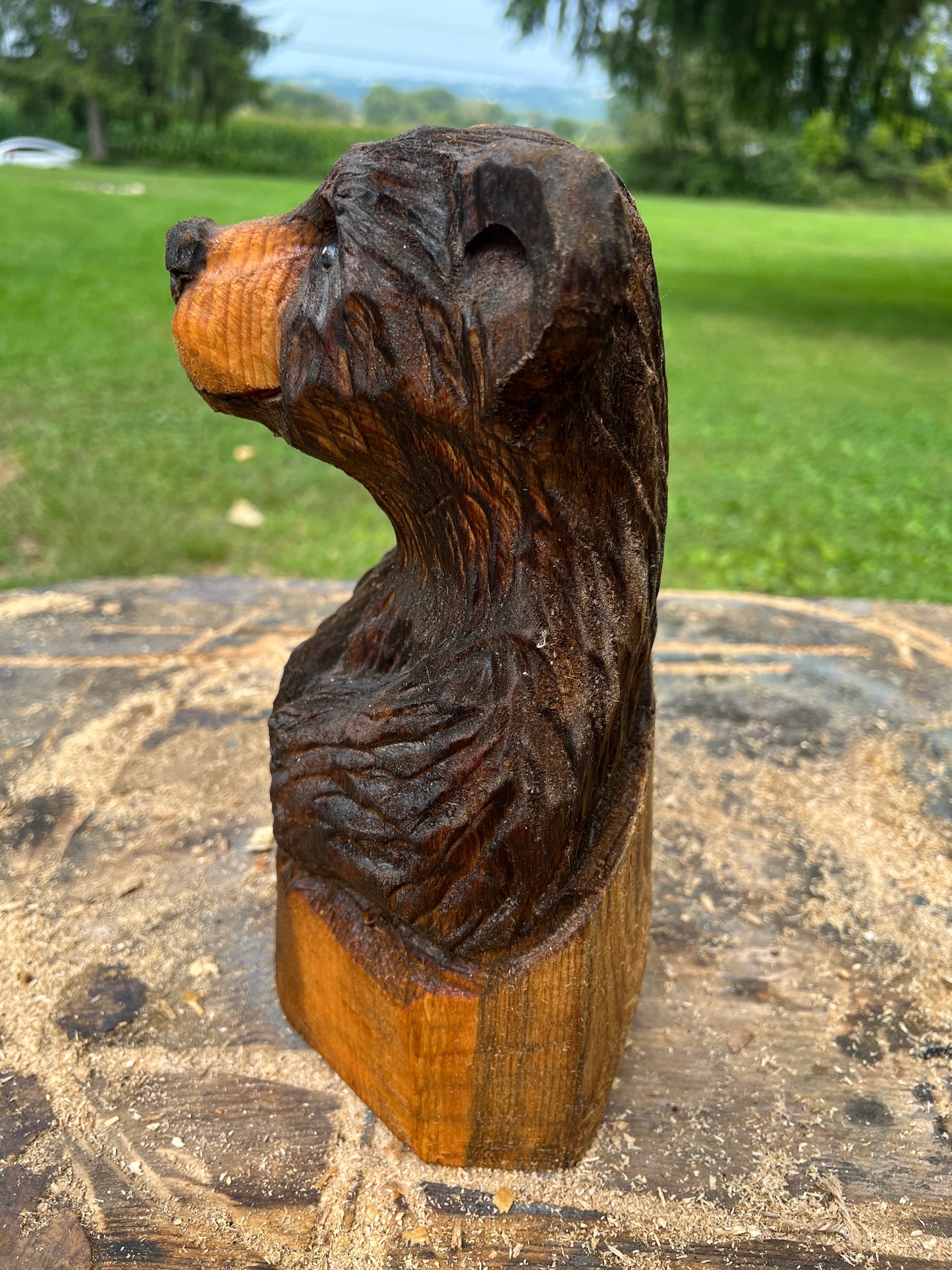 Cub Bear in Log 2