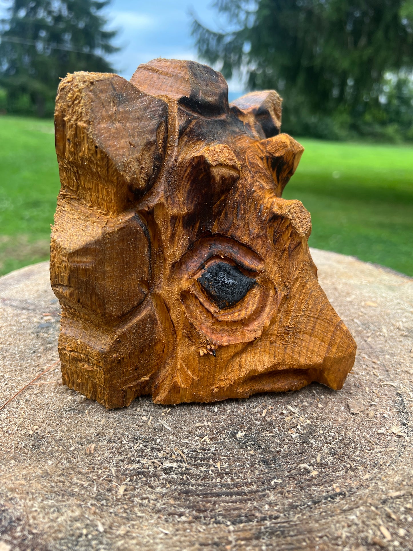 Hand-Carved 10min Triceratops