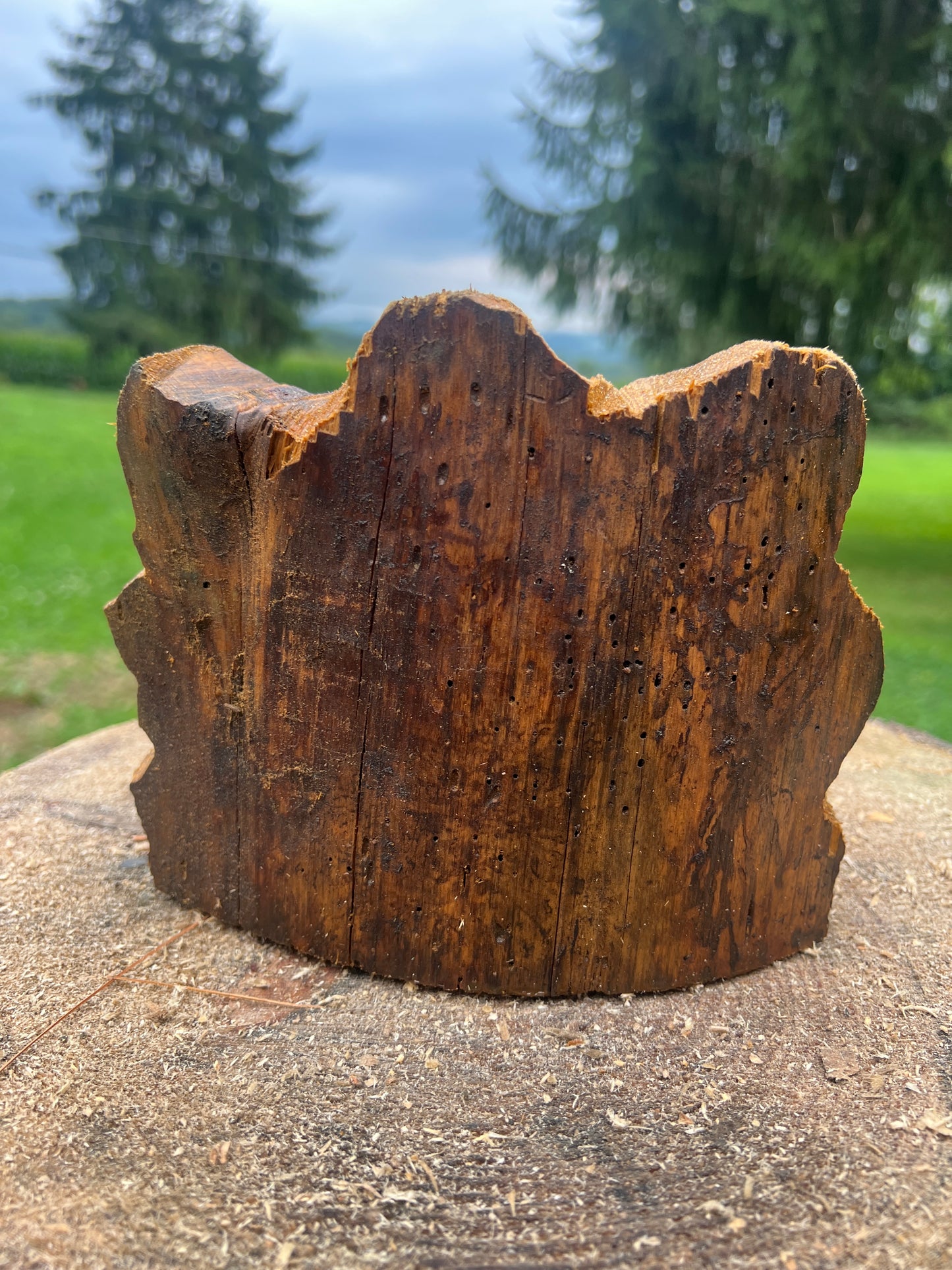 Hand-Carved 10min Triceratops