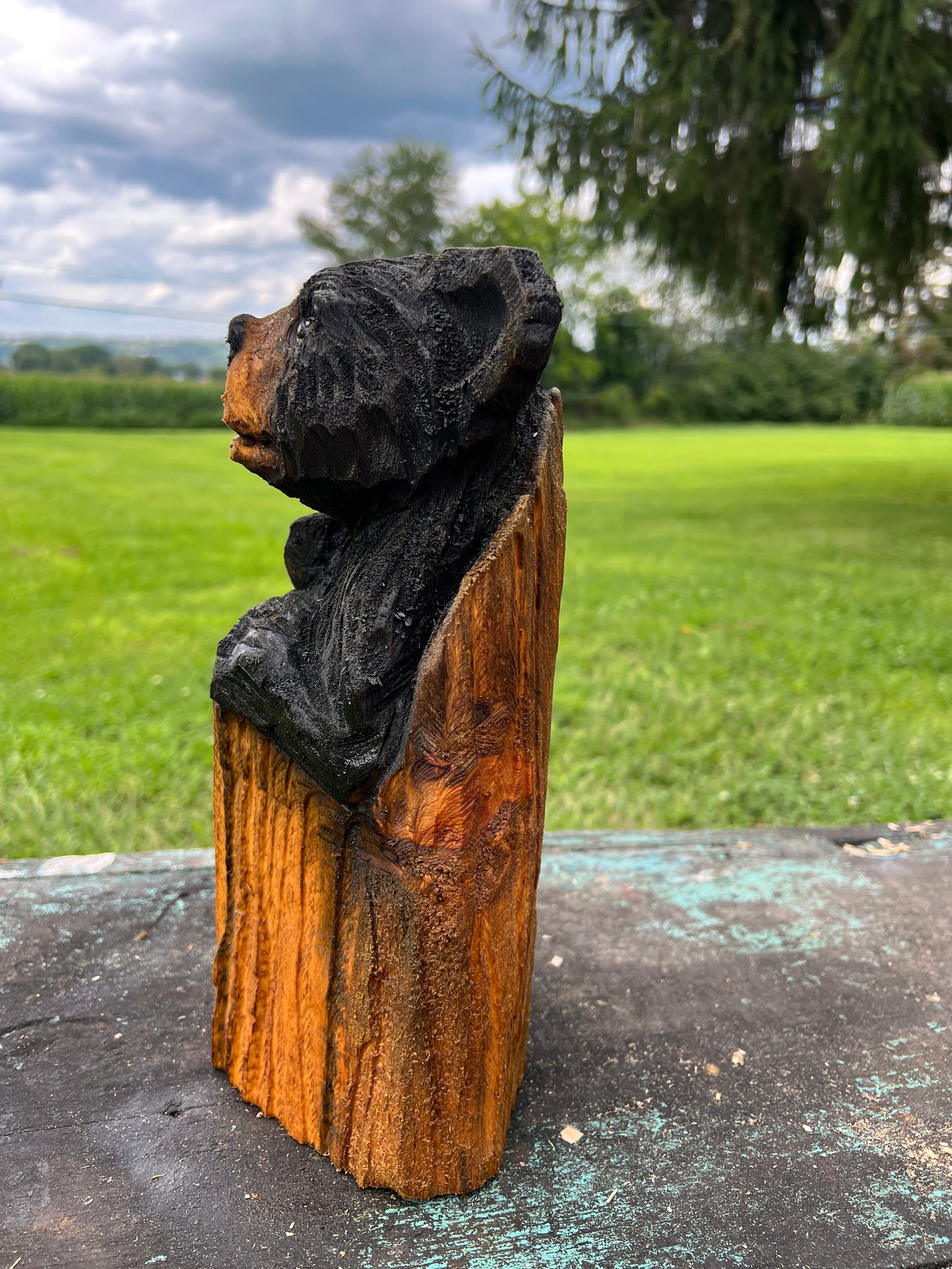 Small Bear in Log