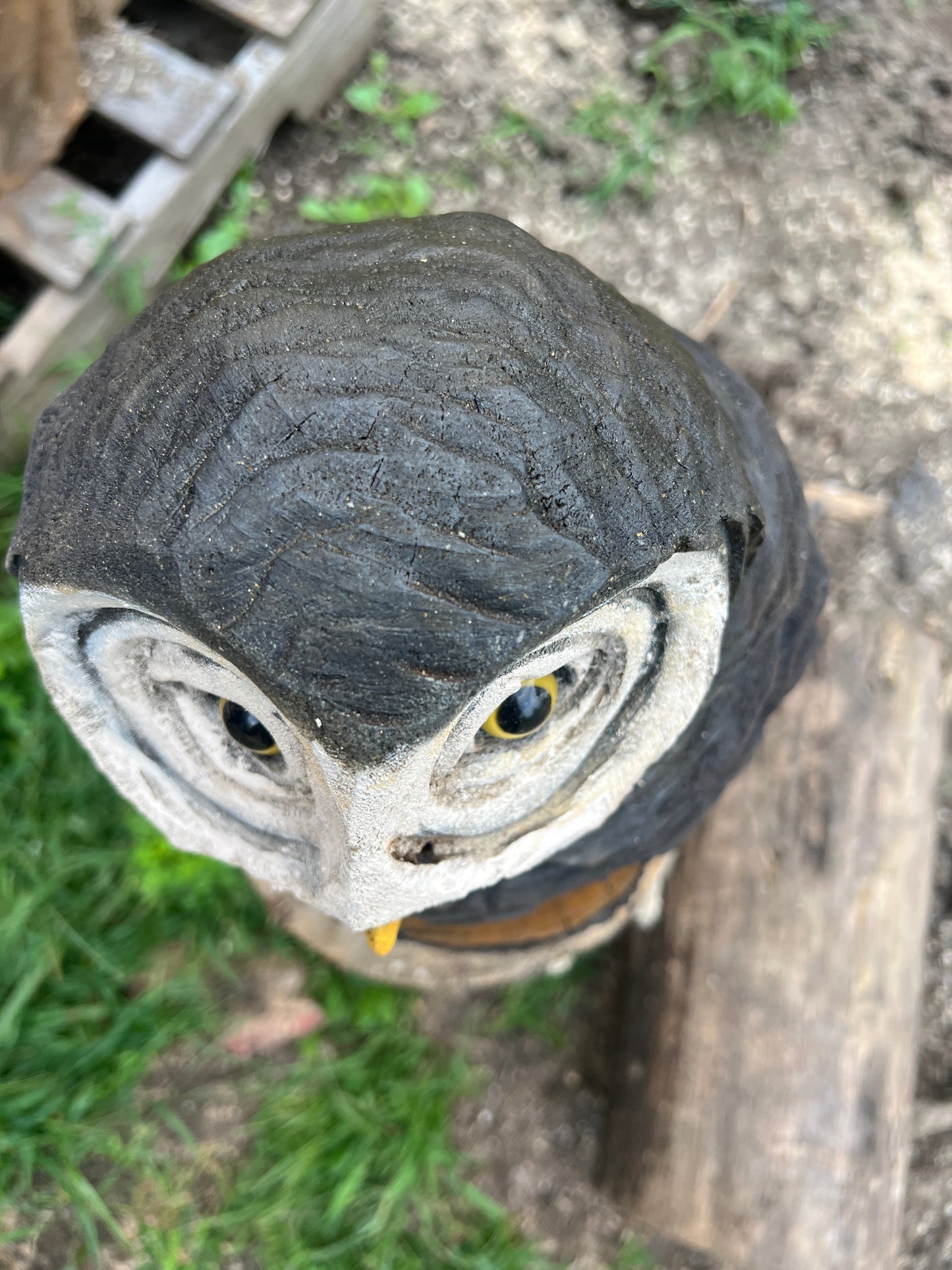 Owl